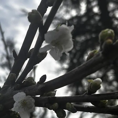 Homestay szállás Lekuona *